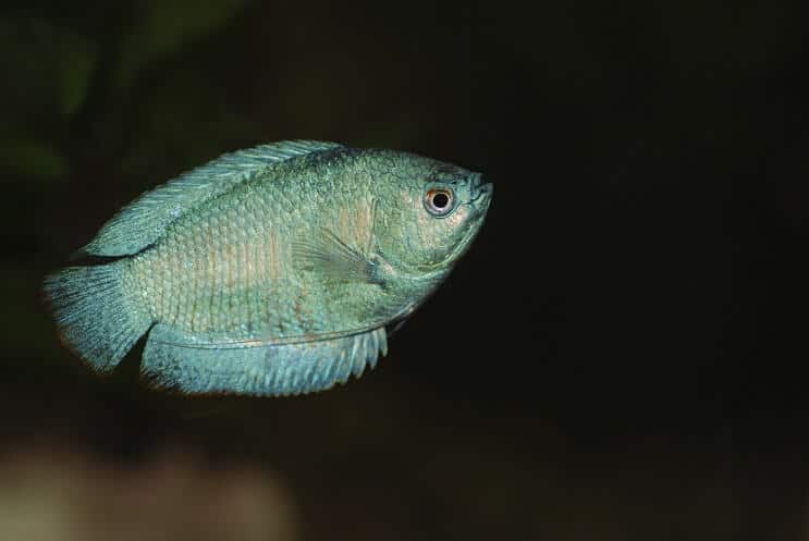 Νάνος Gourami κολύμπι