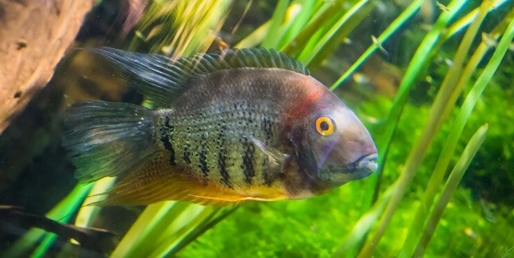 Μπλουζάκι Cichlid