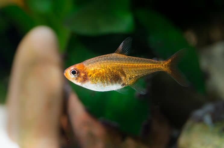 Εμφάνιση Ember Tetra