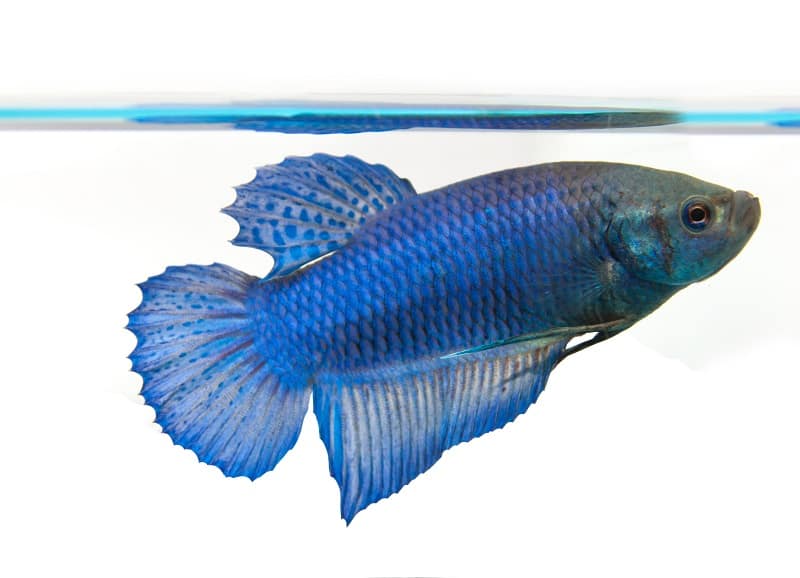 θηλυκά ψάρια betta