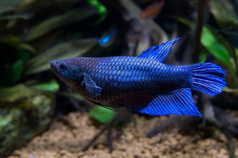 Θηλυκά ψάρια Betta