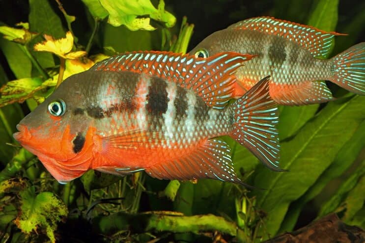 Firemouth Cichlid Άνδρας και γυναίκα