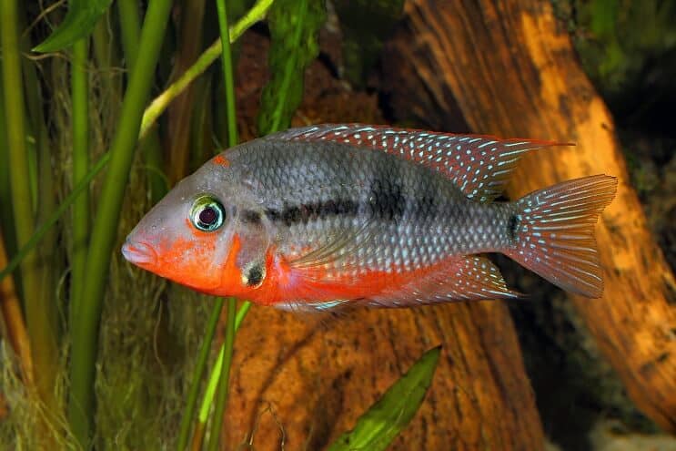 Firemouth Cichlid Κολύμπι