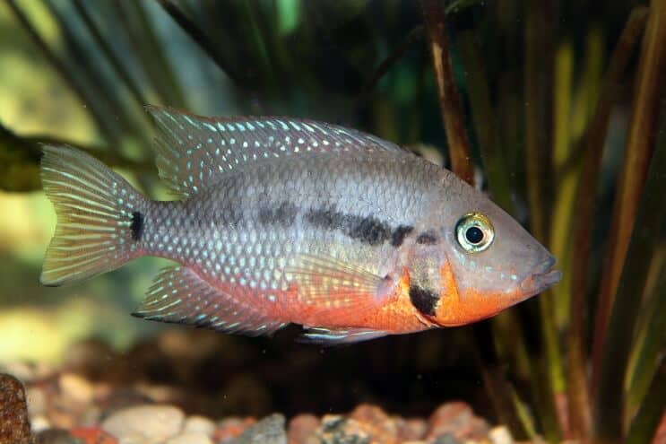 Σίτιση Firemouth Cichlid