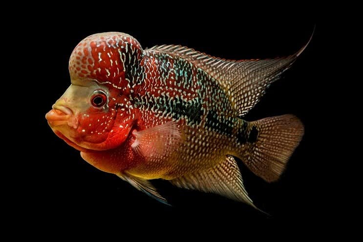 Flowerhorn Cichlid Εμφάνιση