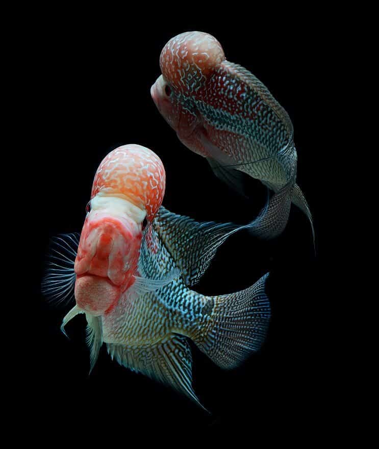 Οι άντρες του Flowerhorn Cichlid Tank