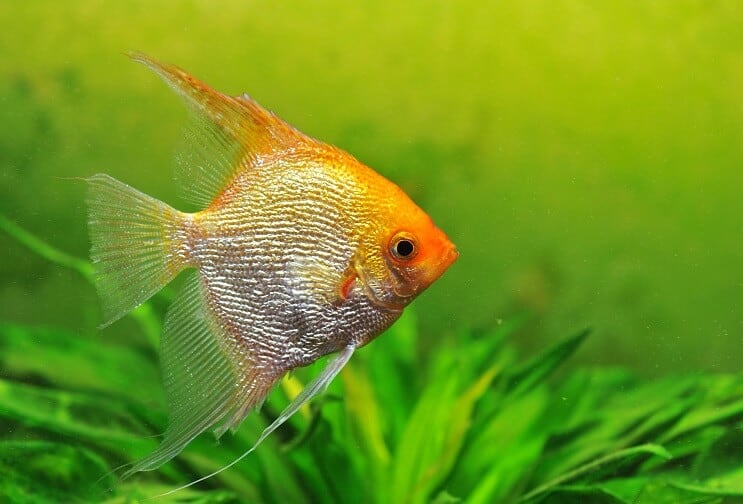 Χρυσό Angelfish