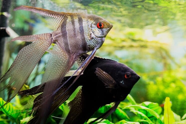Βιότοπος Angelfish