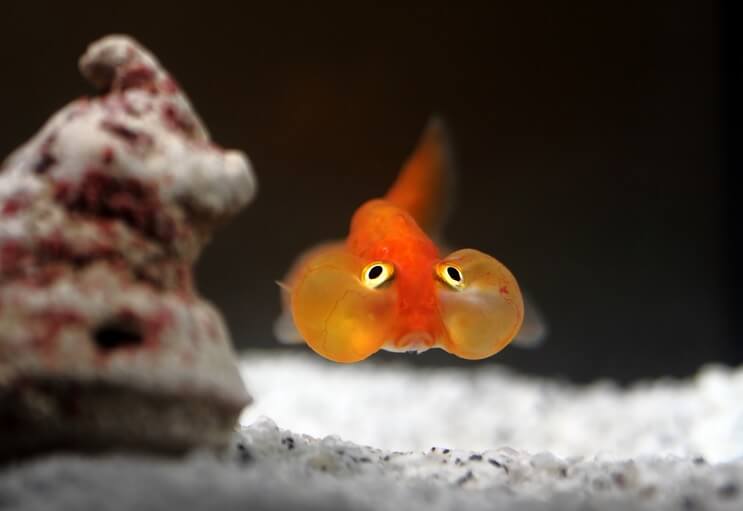 Bubble Eye Goldfish