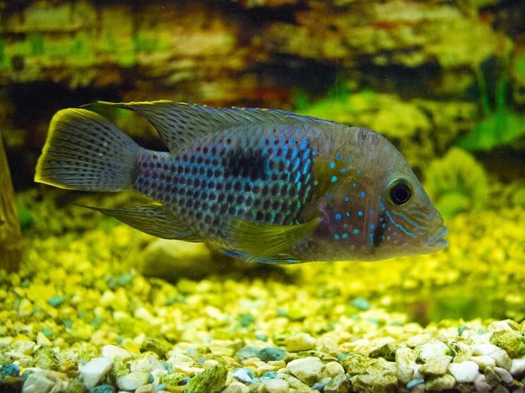 Πράσινο τρόμο Cichlid