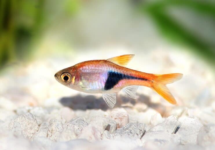 Εμφάνιση Harlequin Rasbora