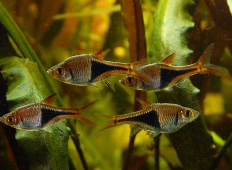 Συνθήκες δεξαμενής Harlequin Rasbora