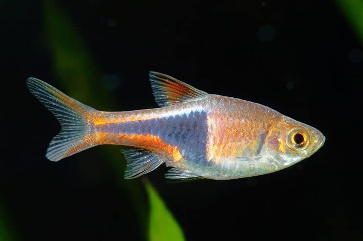 Φροντίδα Harlequin Rasbora