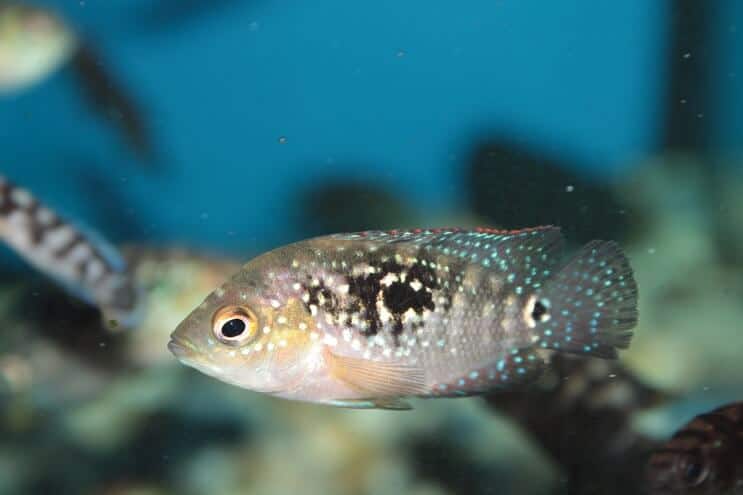 Νεανικά Jack Dempsey Fish