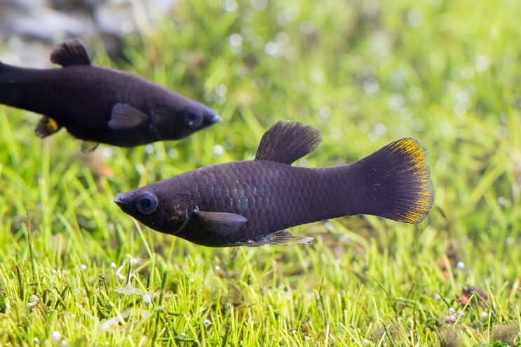 Μαύρο Molly Fish