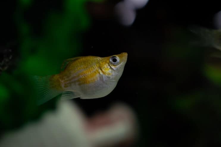 Μπαλόνι Molly Fish
