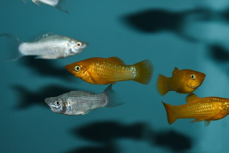 Molly Fish