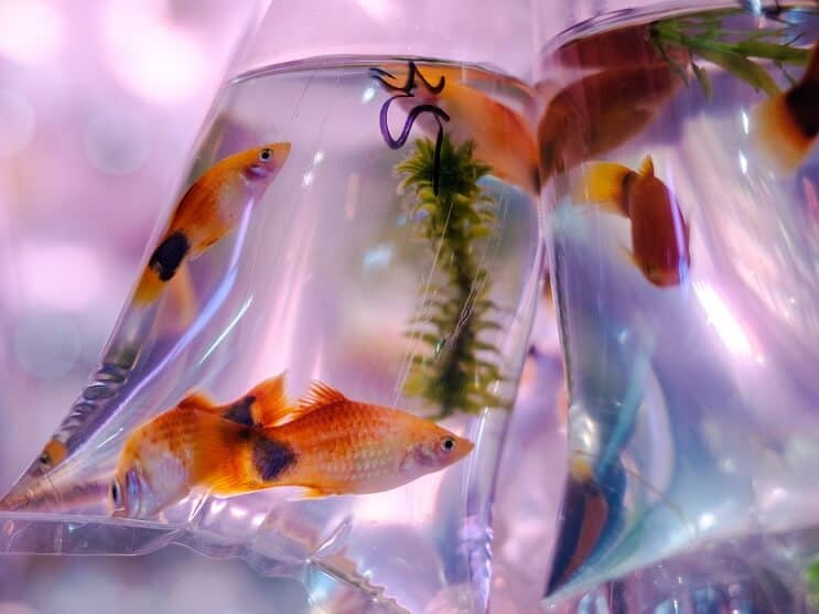 Molly Fish στην τσάντα