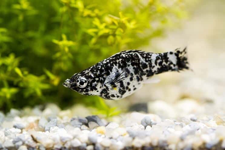 Dalmatian Molly Fish