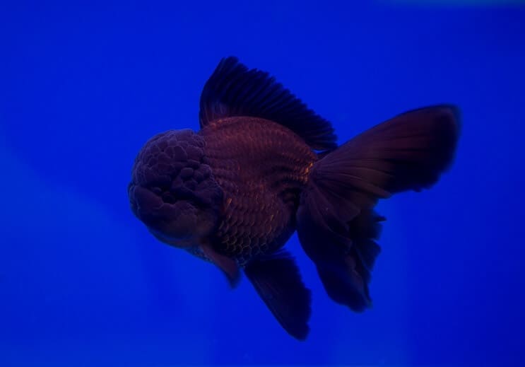 Μαύρο χρυσόψαρο Oranda