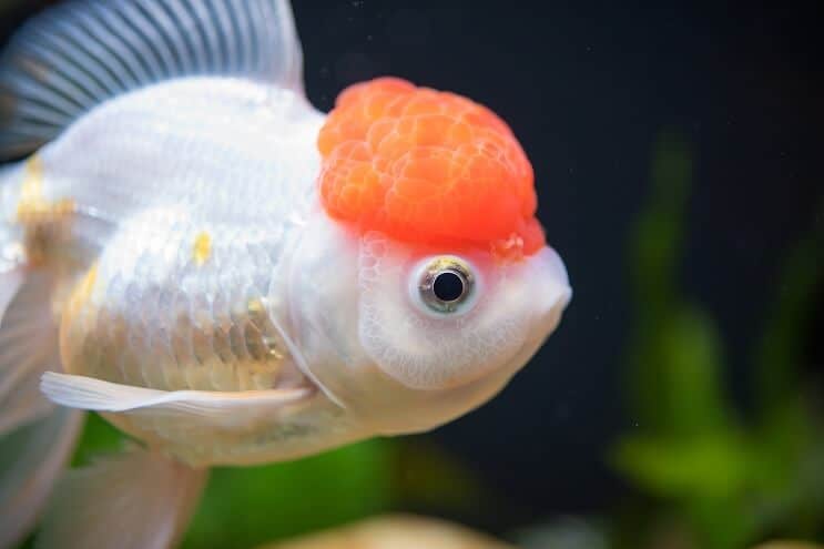 Κόκκινο καπάκι Oranda Goldfish