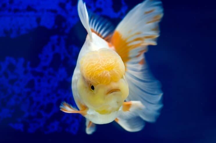 Oranda Goldfish κολύμπι