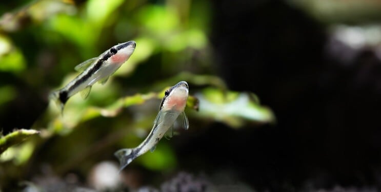 Κολύμπι Otocinclus