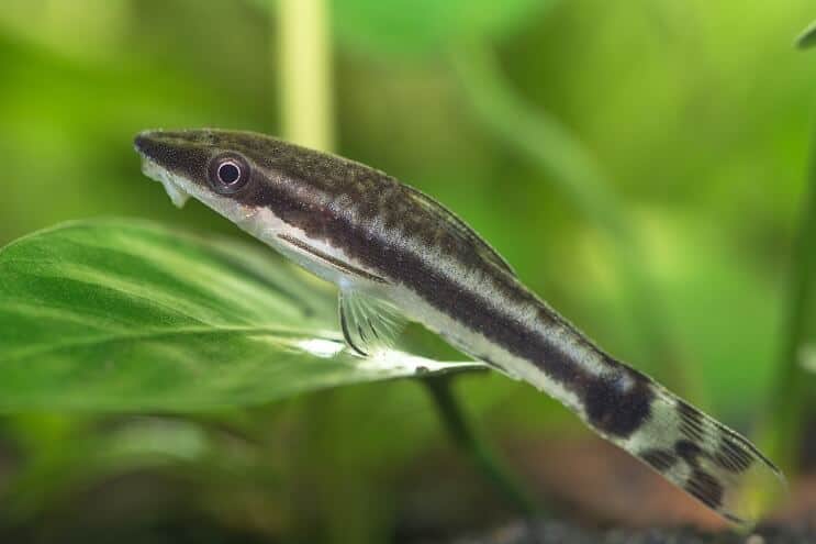 Περιποίηση Otocinclus