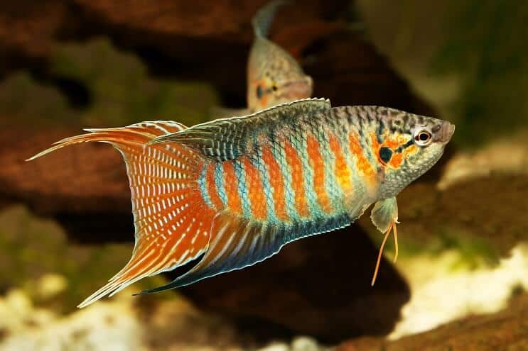Οικότοπος Paradise Fish