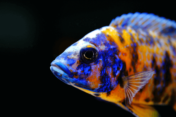 Αφρικανικό cichlid ψάρια πολύχρωμο ενυδρείο