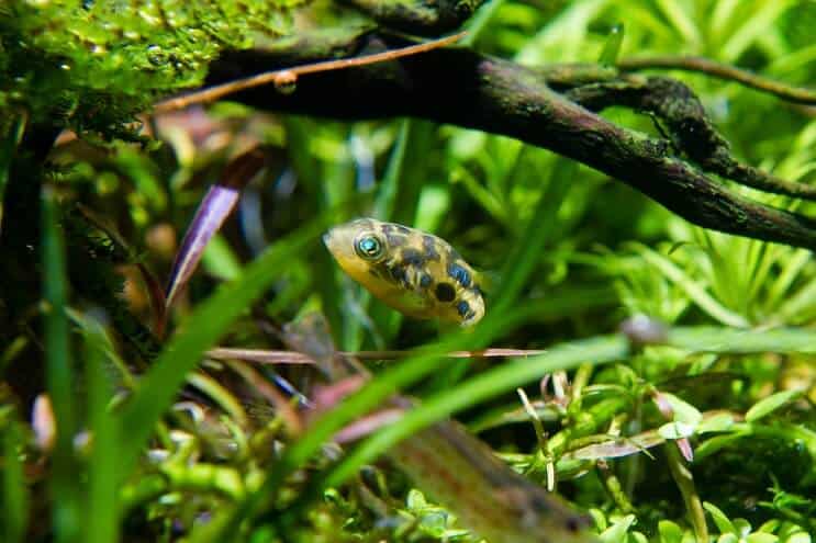 Habitat μπιζελιών Puffer