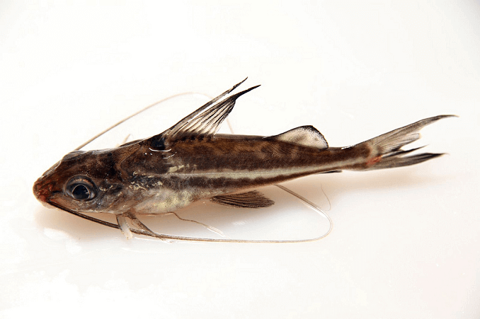 Γατόψαρο Pictus
