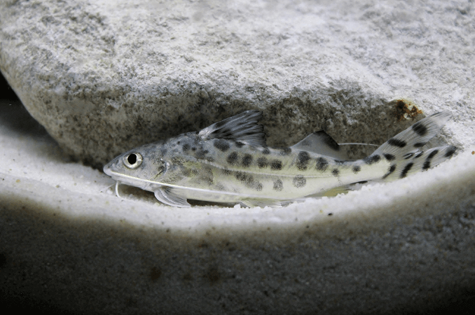 Pictus γατόψαρο κολύμπι