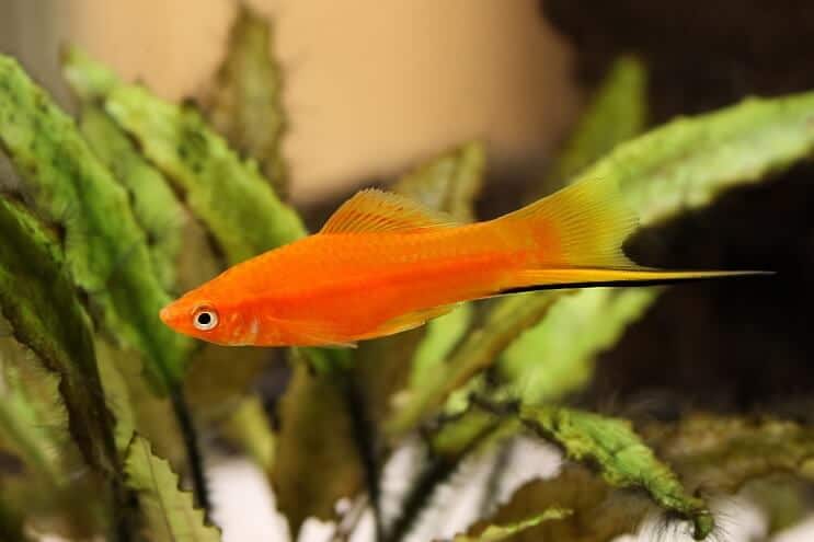 Swordtail Platy Fish