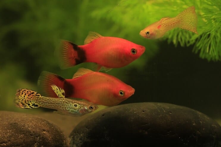 Guppy και Platy