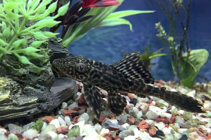 Επισκόπηση Plecostomus