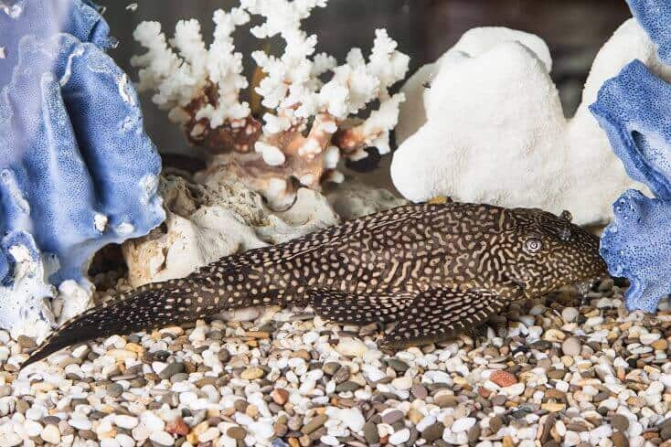 Κοινή Pleco