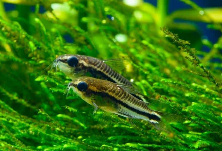 Επισκόπηση Pygmy Cory