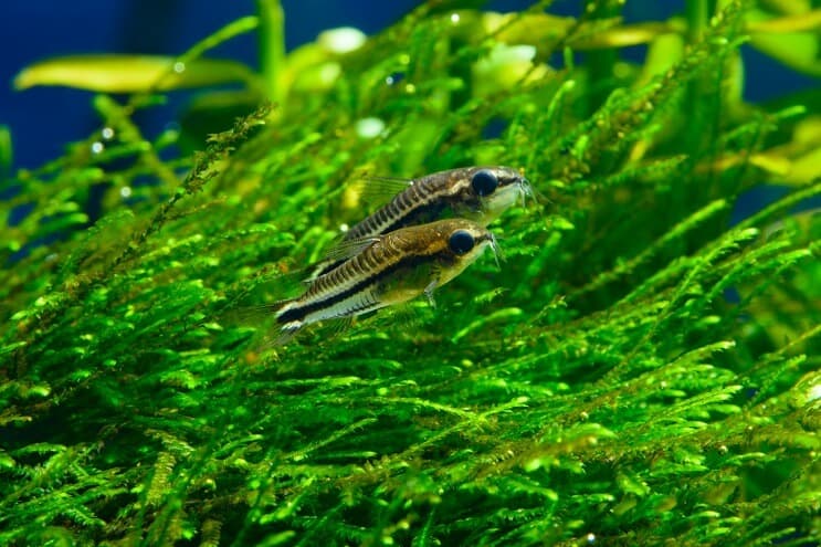 Pygmy Cory Care