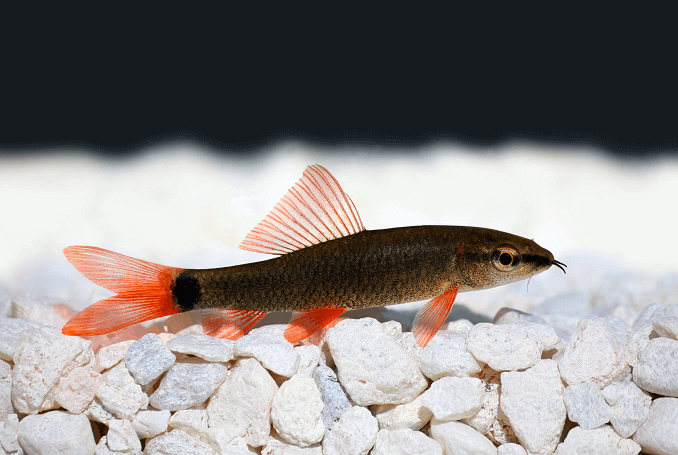 Rainbow Shark στο Ενυδρείο