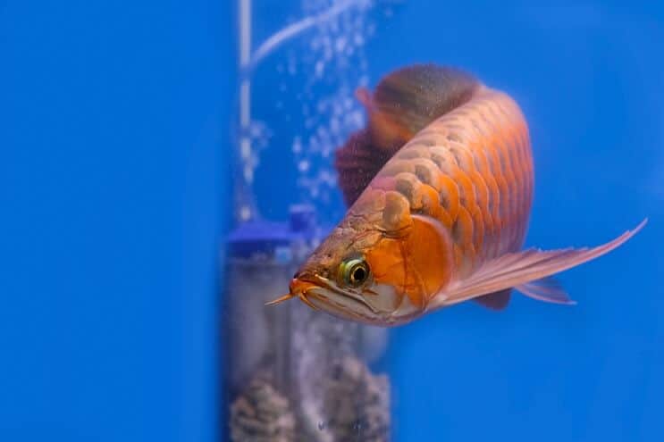 Κόκκινη εμφάνιση Arowana