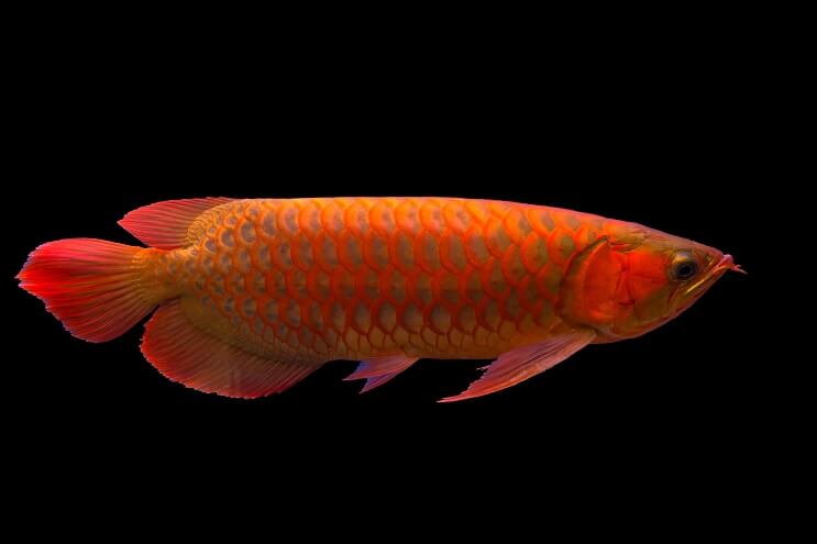 Επισκόπηση Red Arowana