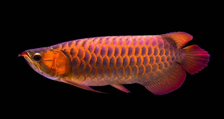Διατροφή κόκκινη Arowana