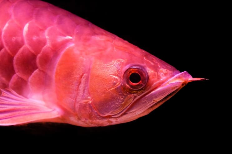 Φροντίδα Red Arowana