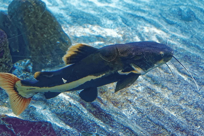 Redtail εμφάνιση γατόψαρου