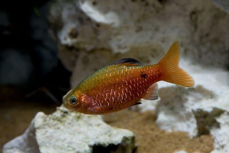 Επισκόπηση Rosy Barb