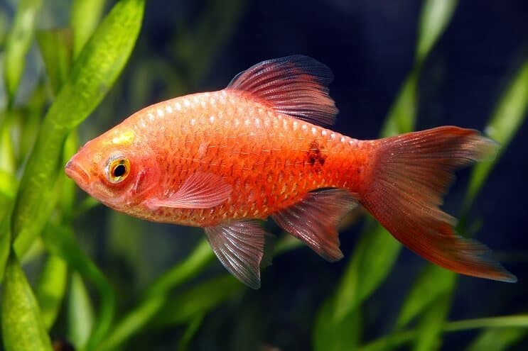 Rosy Barb Εμφάνιση