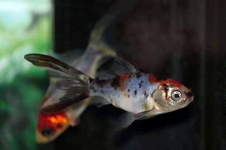 Shubunkin Goldfish κολύμπι
