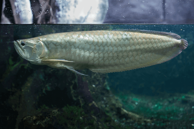 Ασημένια Arowana στο Tank
