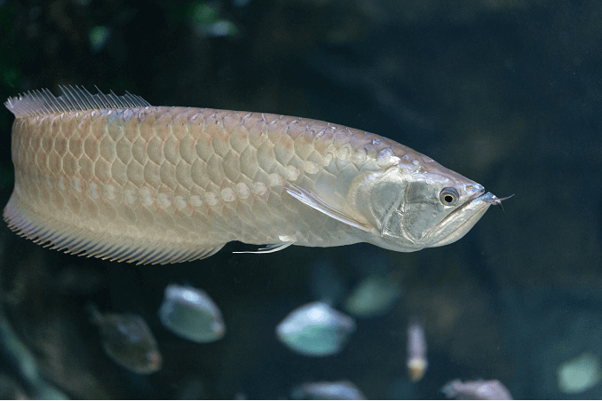 Ασημένια κολύμβηση Arowana